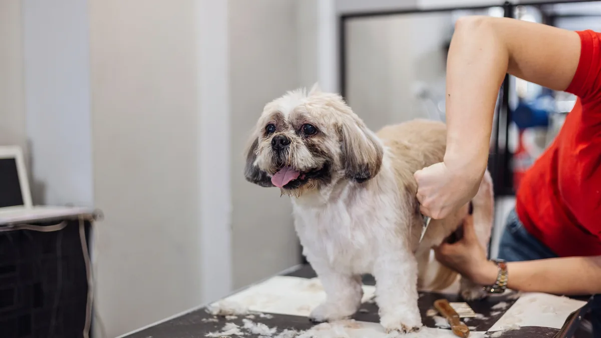 Hundecoiffeur Zürich: Woran Sie einen guten Salon erkennen