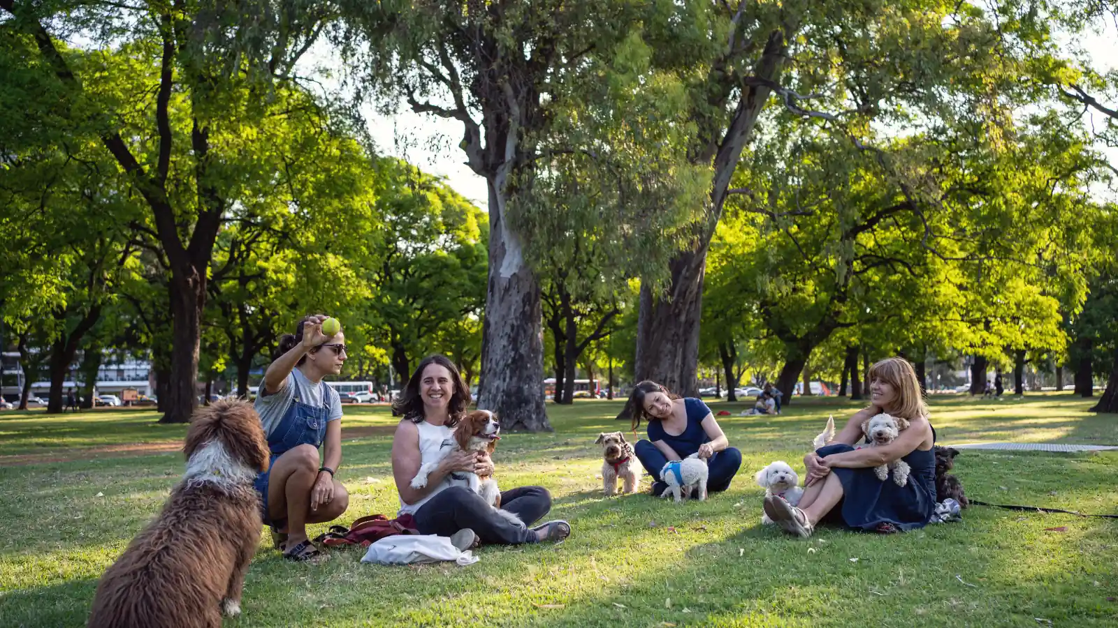 Dog Sitter Zurich Holidays: Finding the Right Summer Care for Your Dog