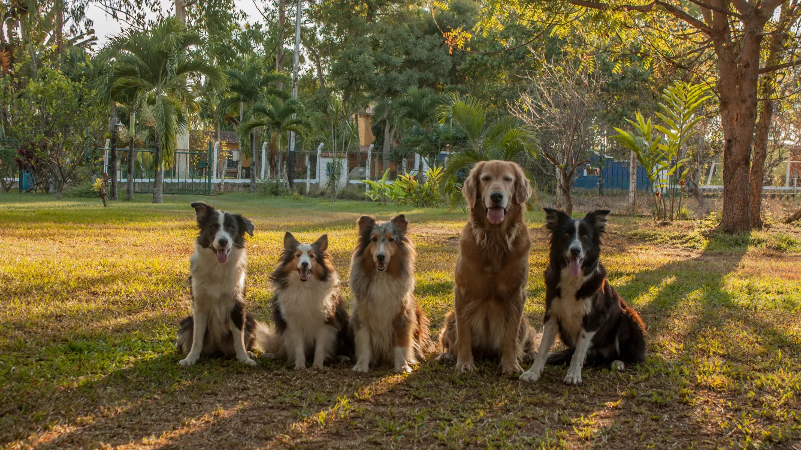 Hundeparks und Freilaufzonen im Kanton Zürich — Top 15 Orte 2026