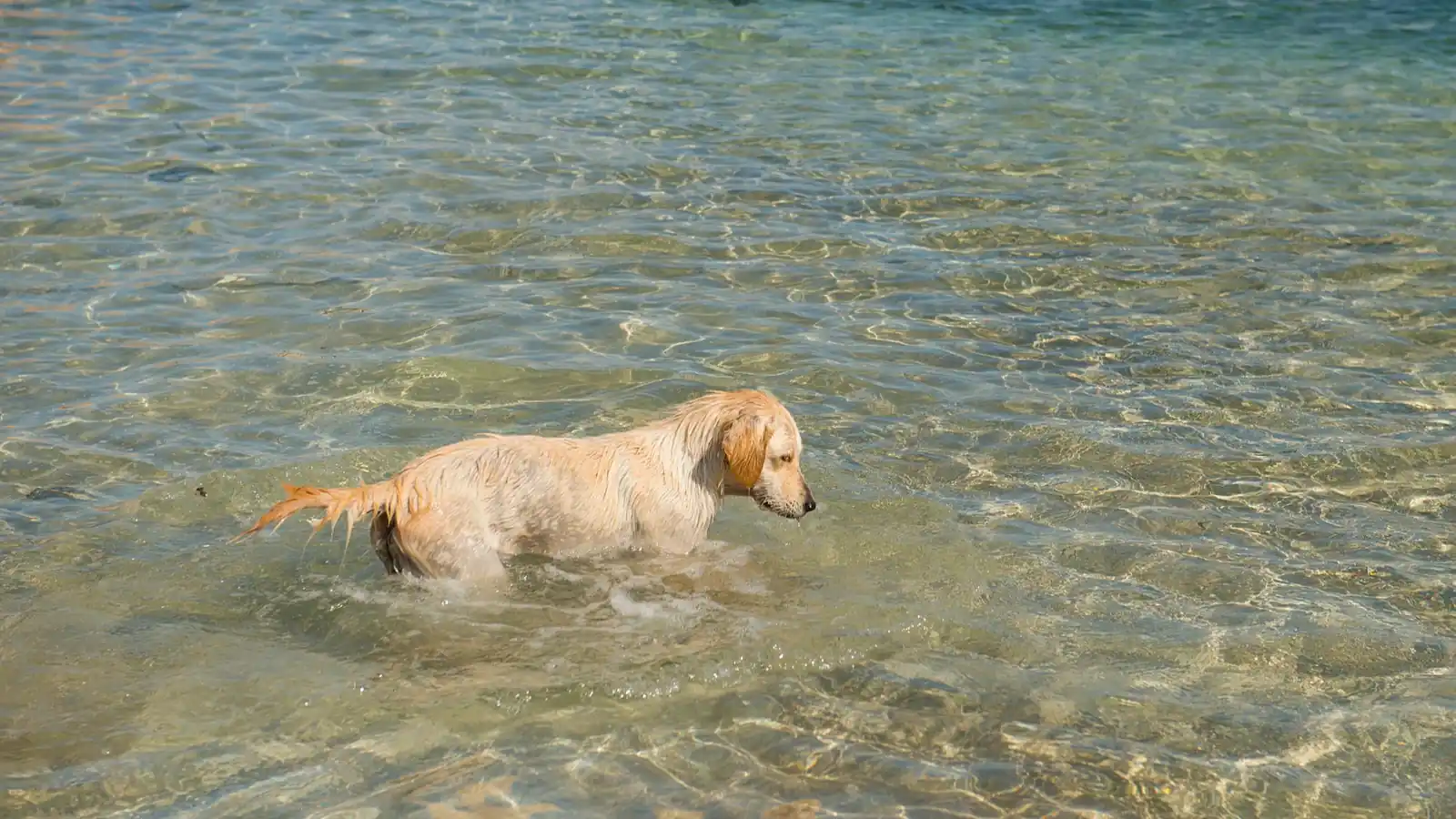 Dog Swimming in Zurich: the Best Spots for You and Your Dog